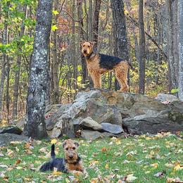 Airedale Terrier Puppies from Mystic’s Airedales