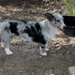 Phoebe - Cardigan Welsh Corgi