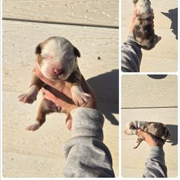 Girl 2 - Red merle female Miniature Australian Shepherd puppy in Lubbock, Texas from Texas Bluebonnet Herders