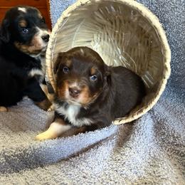 Rosalee(has tail) - Red tri-color female Australian Shepherd puppy in Butler, Georgia from Aussies at Howling Hill Farm