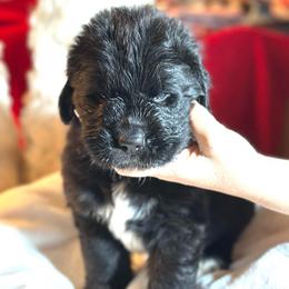 Boy 3 - AKC Registered Light Blue - Black male Newfoundland puppy in Marshall, Missouri from Majestic Gentle Giants