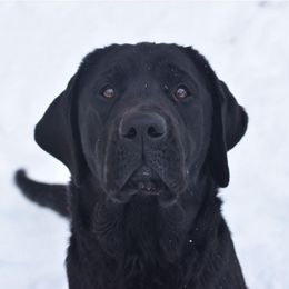 Labrador Retriever puppies from Wooten Retrievers