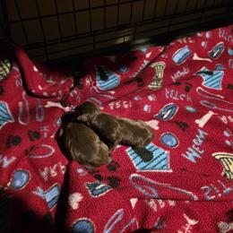 MCM1 5-26 - Chocolate and rust male Miniature Pinscher puppy in Middle Point, Ohio from Knisely's Min Pins-AKC