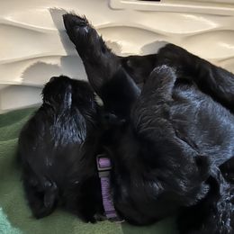 Purple collar - Black male Giant Schnauzer puppy in Atoka, Oklahoma from Hannah's Haus & Farm