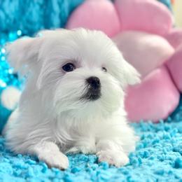 Boy 2 - White male Maltese puppy in Arab, Alabama from Always Maltese