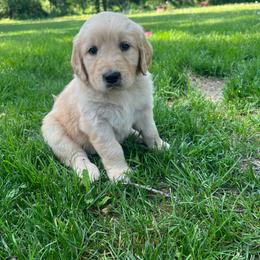 Freddy - Light golden male Golden Retriever puppy in Princeton, Minnesota from North Country Goldens
