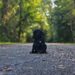 Vermithor (Brown Collar) - Black male Cane Corso puppy in Houston, Texas from Zenith Cane Corso