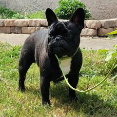 iCarbon - French Bulldog