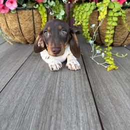 Bruno - Piebald male Dachshund puppy in Aurora, Missouri from Baker Farms
