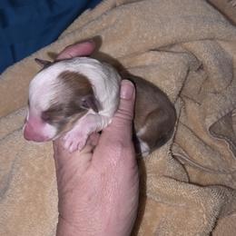 G-1 - Sable and white female Shetland Sheepdog puppy in Citra, Florida from Southpaw Herders LLC