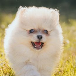 Pomeranians from Picture Perfect Poms