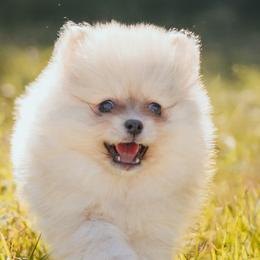 Pomeranians from Picture Perfect Poms
