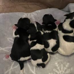 Biewer Terrier puppies from Classic Biewers