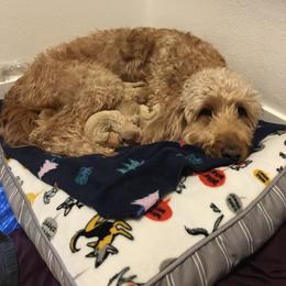 Cockapoo and Goldendoodle Puppies from Capital Doodles