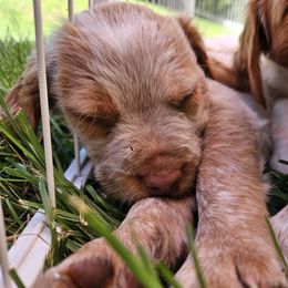 Brittany puppies from Pantheon Kennels