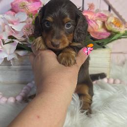 Chocolate Tan Longhair - Chocolate and tan female Dachshund puppy in Austin, Colorado from Colorado Mini Dachshunds & Mini Pomskies