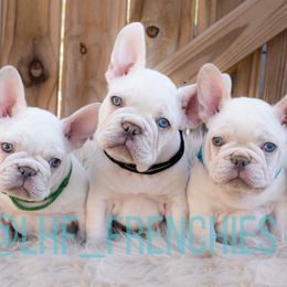 French Bulldogs from Little Homestead Farm Frenchies