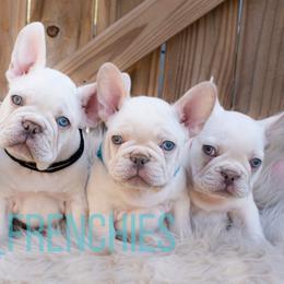 French Bulldogs from Little Homestead Farm Frenchies