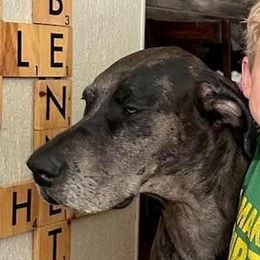 Duchess - Great Dane
