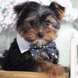 LANCE - Black and gold male Yorkshire Terrier puppy in Hughesville, Missouri from Puppykiss4u