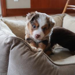 Sage - Red merle male Toy Australian Shepherd puppy in Albia, Iowa from J Bar M Toy and Mini Aussies