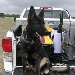 Boogie  - German Shepherd