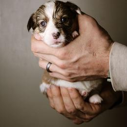 Eve - Sable female Pembroke Welsh Corgi puppy in South Otselic, New York from Ridge Top Corgis