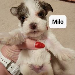 Miniature Schnauzer Puppies from Little Schnauzer Paws