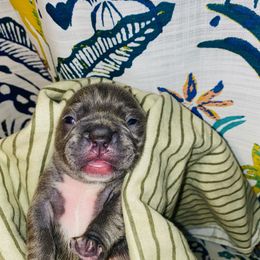 French Bulldog Puppies from Peter’s Frenchies