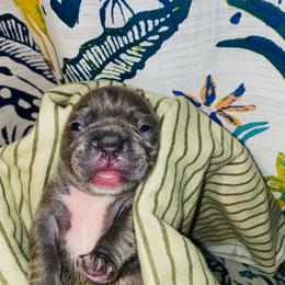 French Bulldog Puppies from Peter’s Frenchies