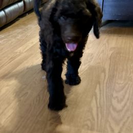 Rogue - Parti female Poodle puppy in Deltona, Florida from S. E. Standard Poodles