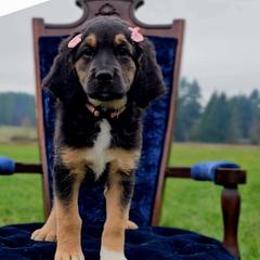 Prue - Black female Saint Berdoodle puppy in Battle Ground, Washington from Mad Hatter Farms Saint Berdoodles