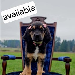 Prue - Black female Saint Berdoodle puppy in Battle Ground, Washington from Mad Hatter Farms Saint Berdoodles