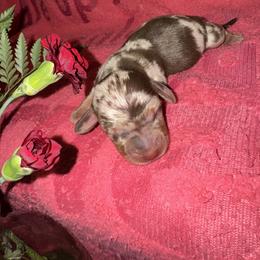 AKC Valentine - Dapple male Dachshund puppy in Knoxville, Tennessee from Thea's Puppies