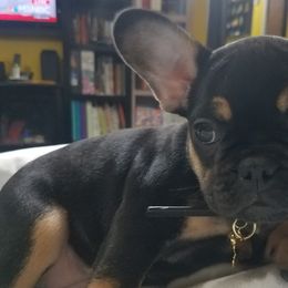 French Bulldogs from Spoiled Potatoes
