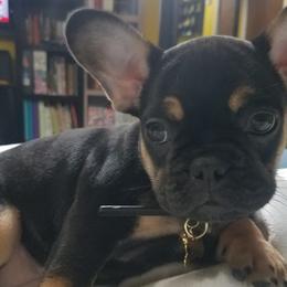 French Bulldogs from Spoiled Potatoes