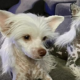 Chinese Cresteds from Kelly Hair