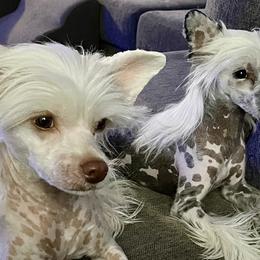 Chinese Cresteds from Kelly Hair