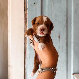 Echo - Apricot female Cavapoo puppy in Shingle Springs, California from Kindred Oak Goldendoodles