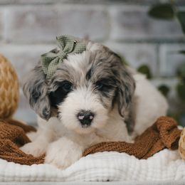 Seashell (Lavender) - Blue merle and white female Sheepadoodle puppy in Newport Beach, California from High Desert Doodles