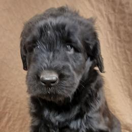 Purple - Black female Giant Schnauzer puppy in Locust Grove, Oklahoma from M & J's Oklahoma Giants