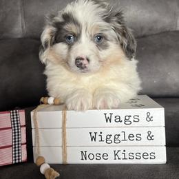 Wrangler - Blue merle and white male American Corgi puppy in Stuart, Iowa from Johnson Family Paws
