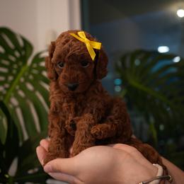 Poodle Puppies from aura vasquez