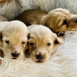 Dachshunds from Rockin’ Dachs Ranch