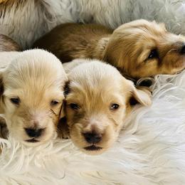 Dachshunds from Rockin’ Dachs Ranch