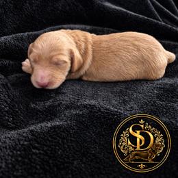 AKC Longhaired Cream Chase - Cream male Dachshund puppy in Los Angeles, California from Sterling Dachshunds