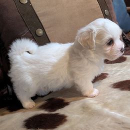Pearl - White Coton de Tulear puppy in Mead, Oklahoma from Bar W Cotons
