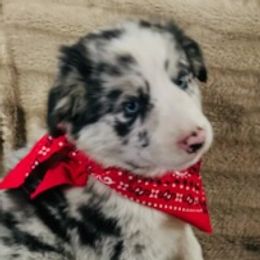 Boy 1 - Australian Shepherd puppy from Central Valley Australian Shepherd