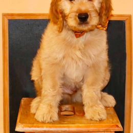Goldendoodle Puppies from The Doodle Project