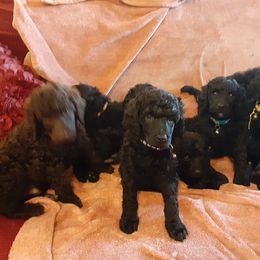 Aussiedoodle, Australian Shepherd, and Poodle Puppies from Kay Kay's Pupper Patch